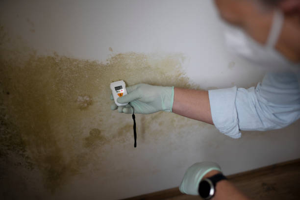 Best Emergency Mold Removal  in Franklinville, NJ