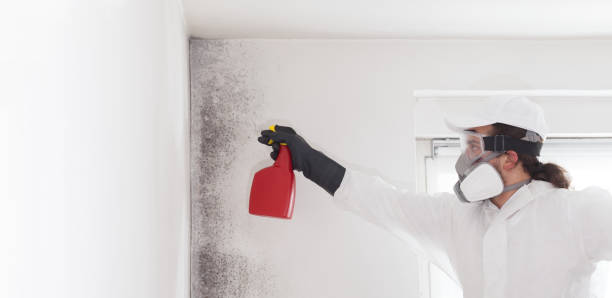 Best Affordable Mold Removal  in Franklinville, NJ