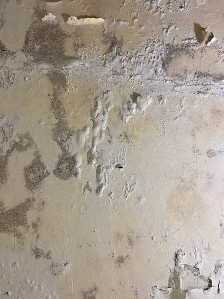 Mold Testing and Removal in Franklinville, NJ