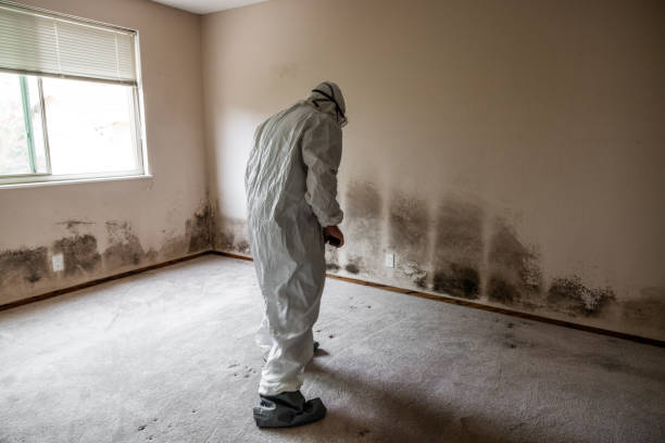 Best Attic Mold Removal  in Franklinville, NJ