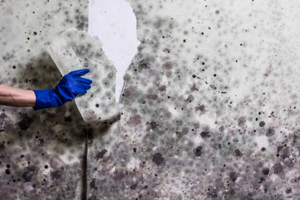 Best Professional Mold Removal  in Franklinville, NJ